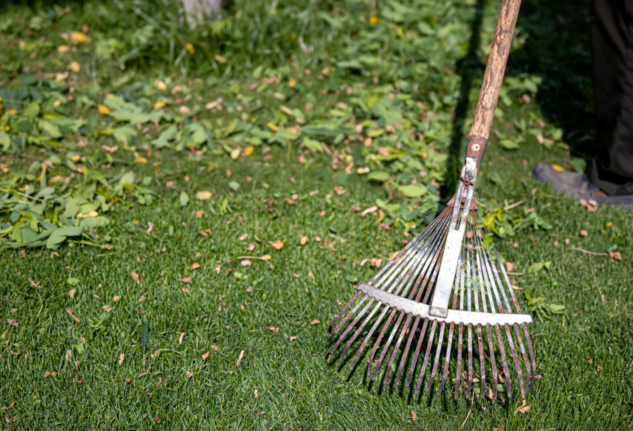 Serrated metal rake for garden cleaning. Garden care.
